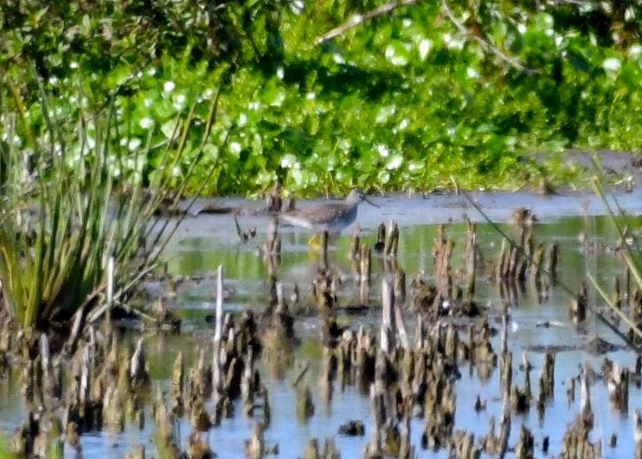 Greater Yellowlegs - Suzanne Zuckerman