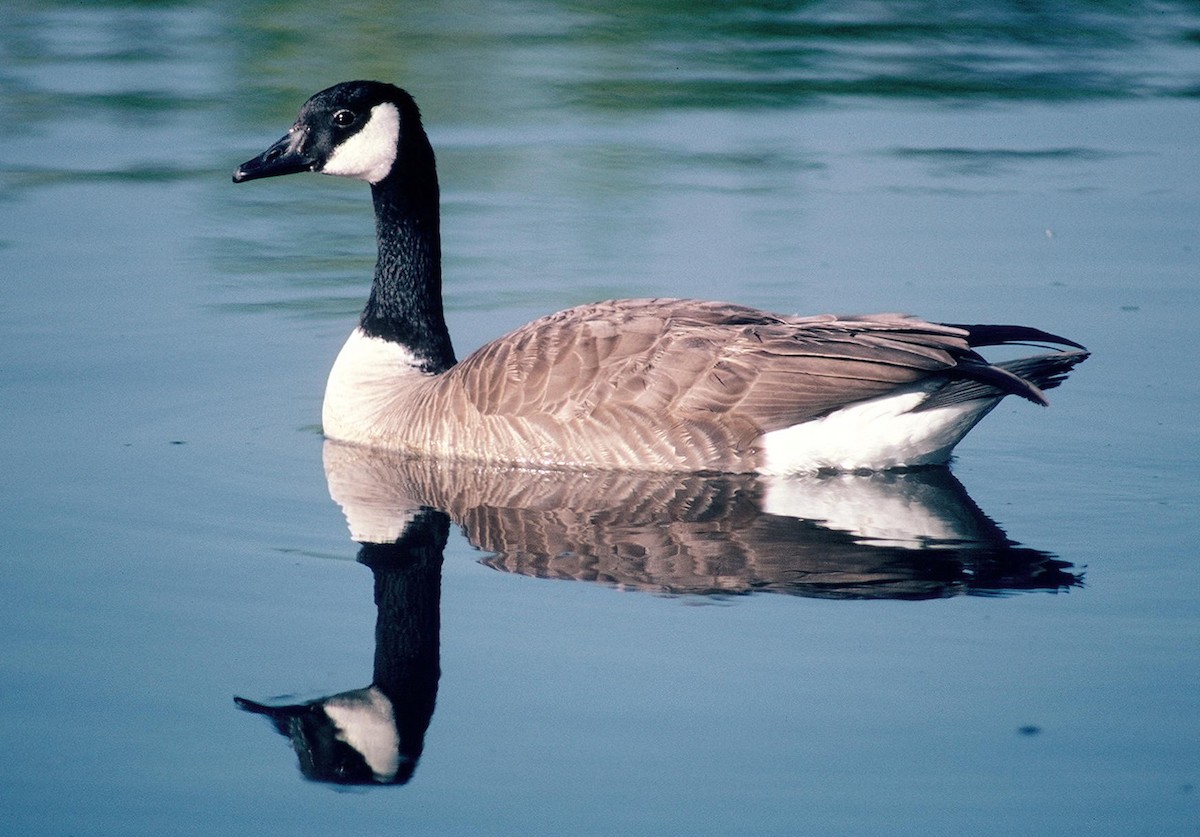 Canada Goose - ML80833511