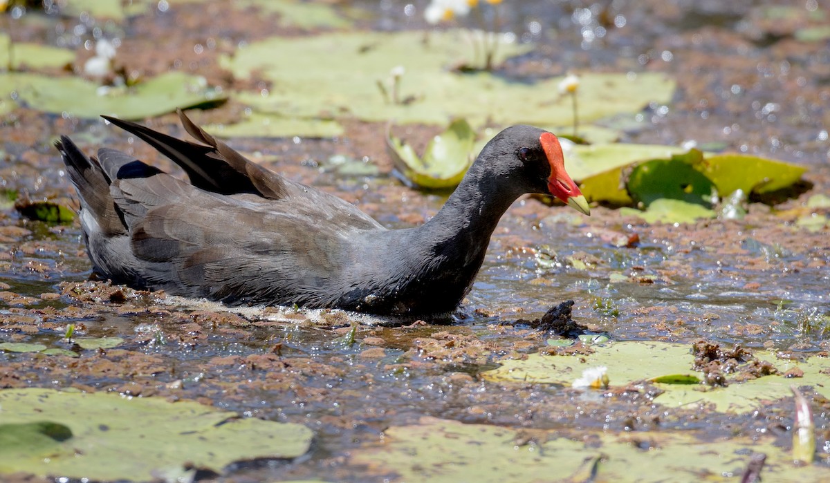 Dusky Moorhen - Ian Davies