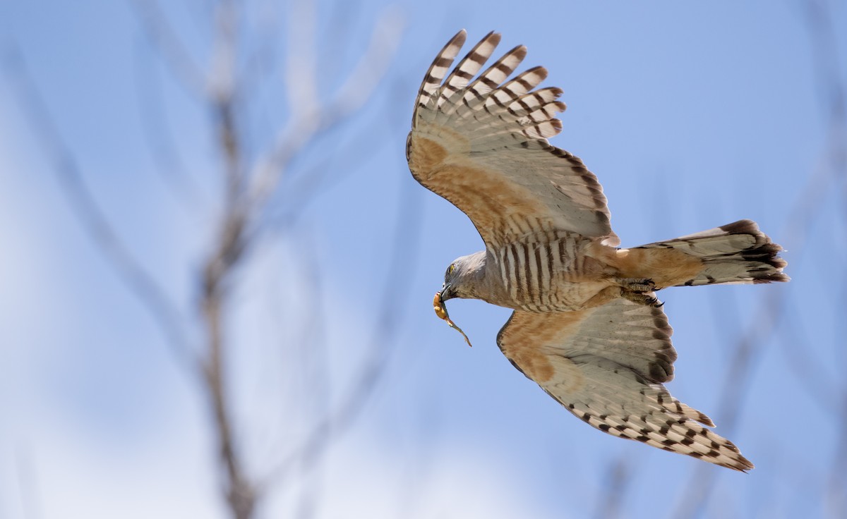 Pacific Baza - ML80833891