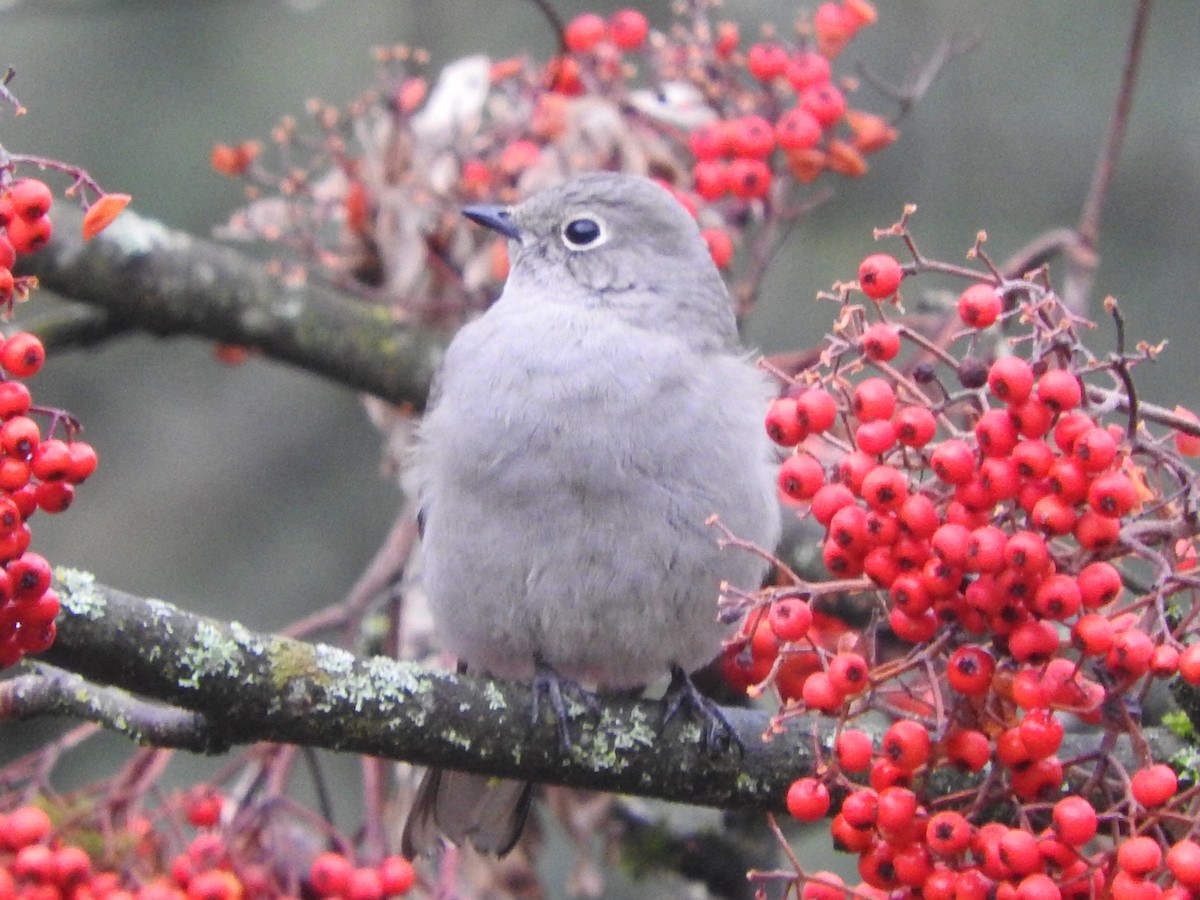 Townsend's Solitaire - ML80833941
