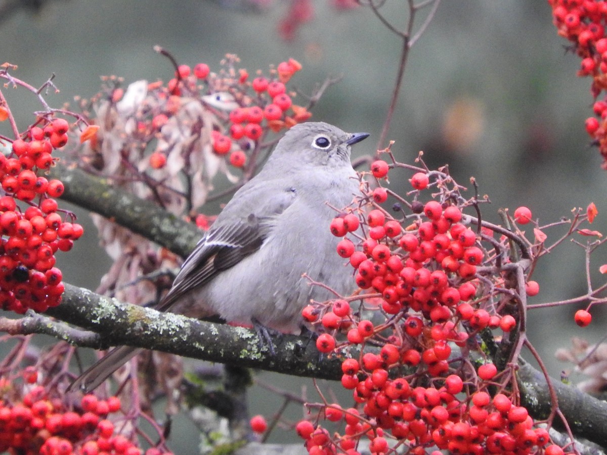 Townsend's Solitaire - ML80833951