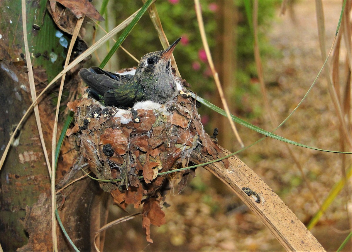 Glittering-bellied Emerald - ML80834171