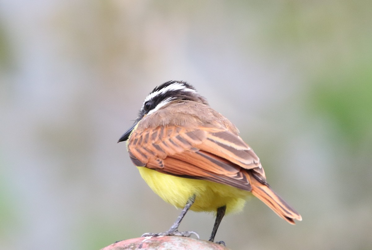 Great Kiskadee - ML80834751