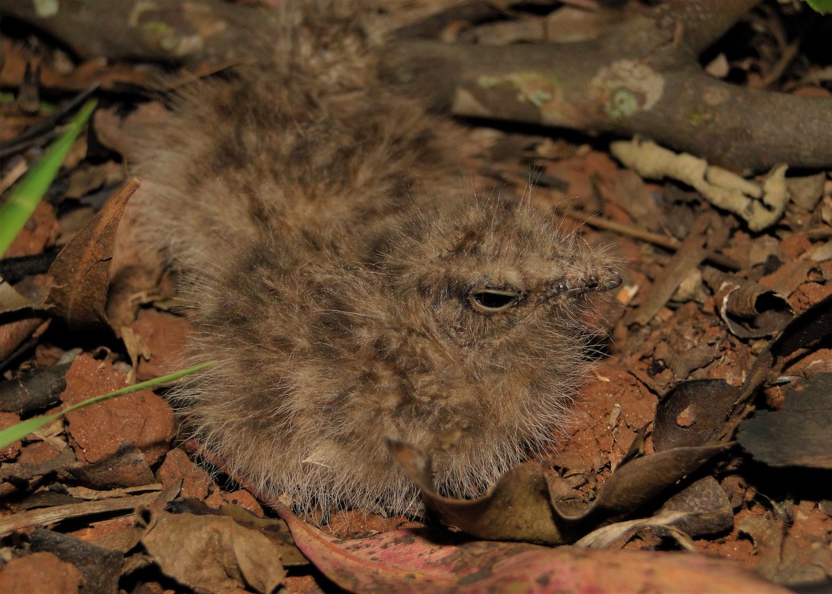 Little Nightjar - ML80834821