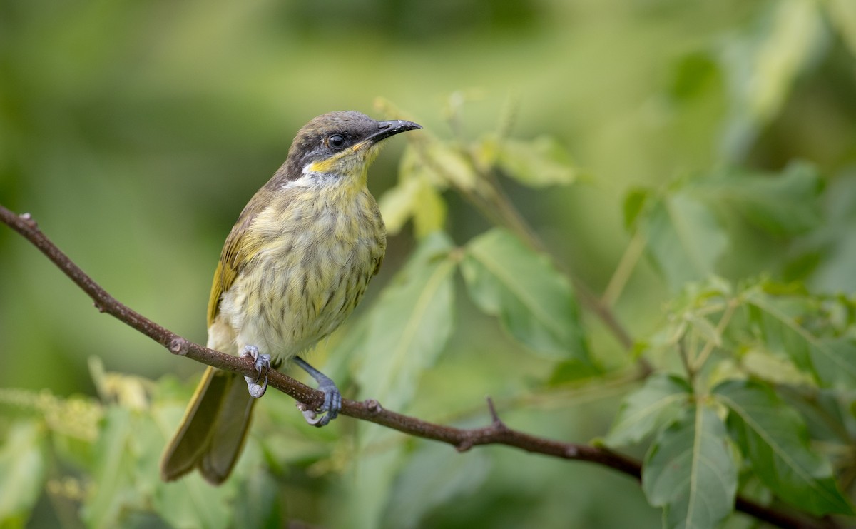 Varied Honeyeater - Ian Davies