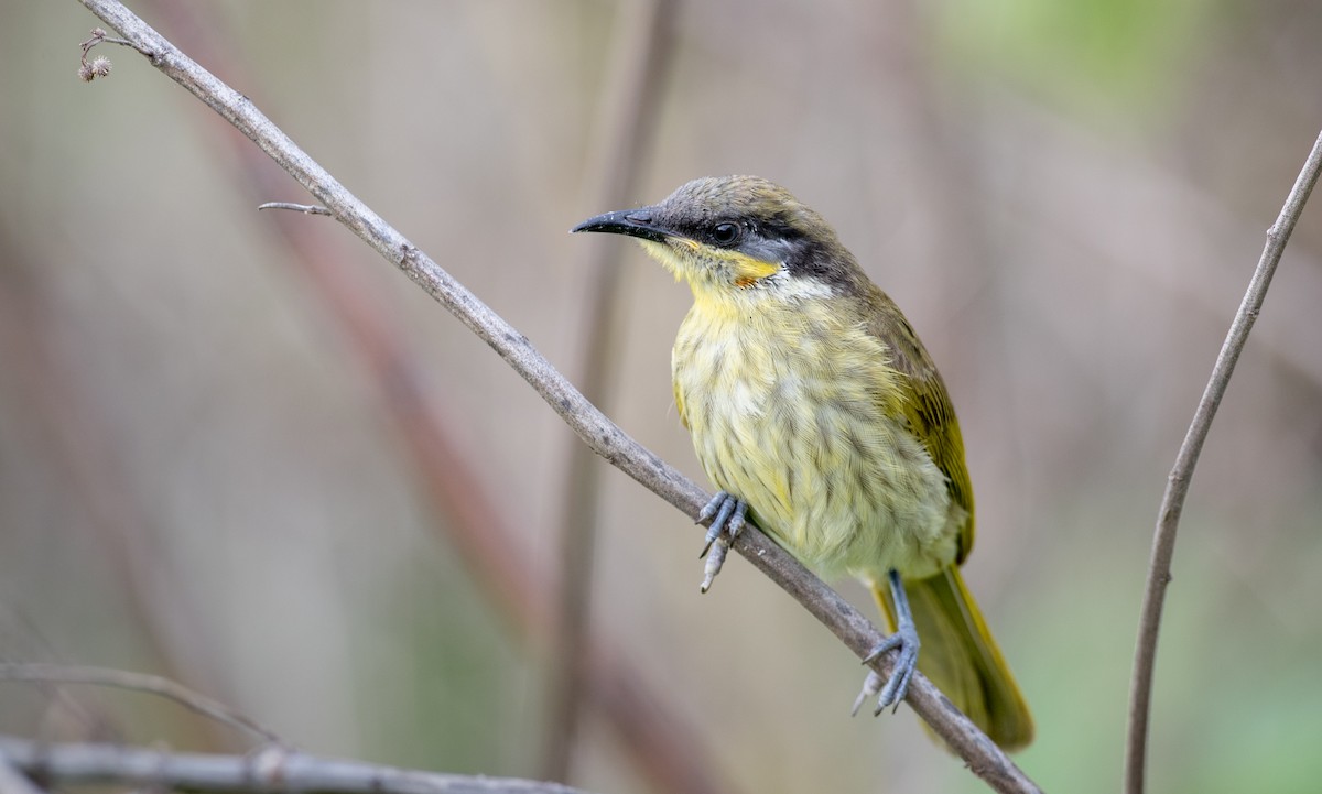 Varied Honeyeater - ML80835161