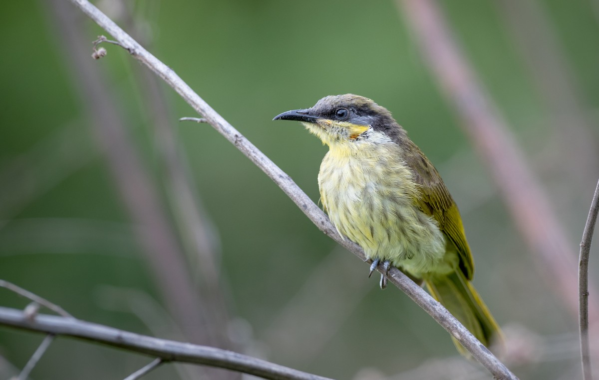 Varied Honeyeater - ML80835931