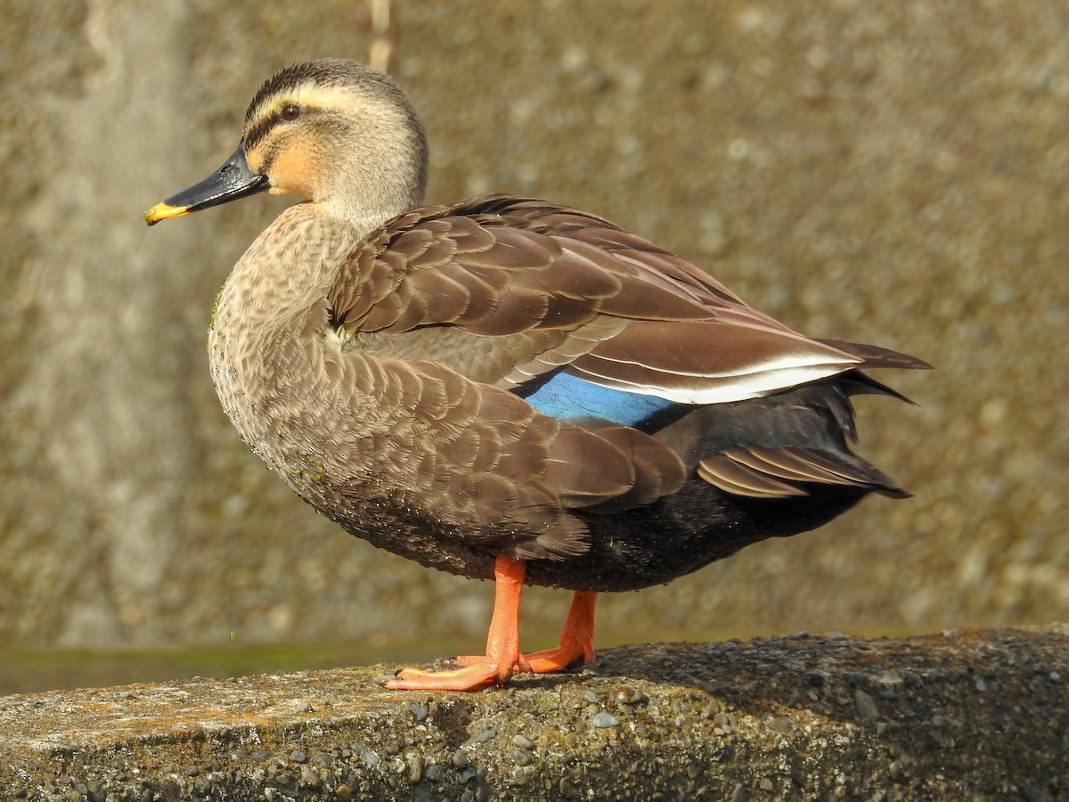 Eastern Spot-billed Duck - ML80836601