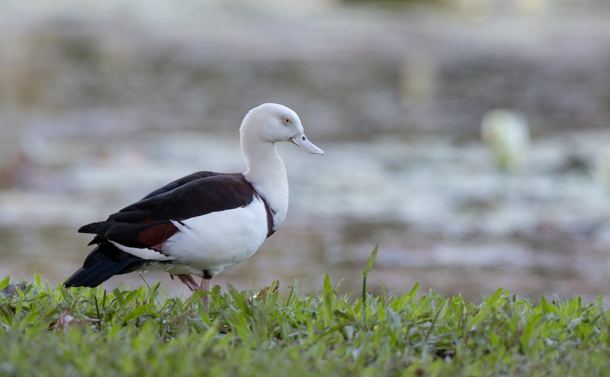 Radjah Shelduck - ML80837631