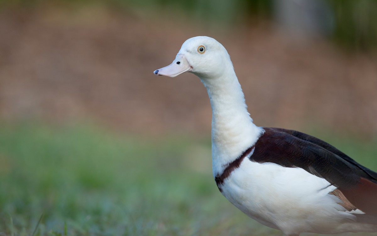 Radjah Shelduck - ML80837821