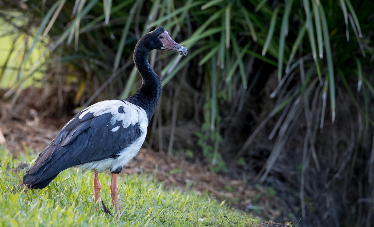 Magpie Goose - ML80837951