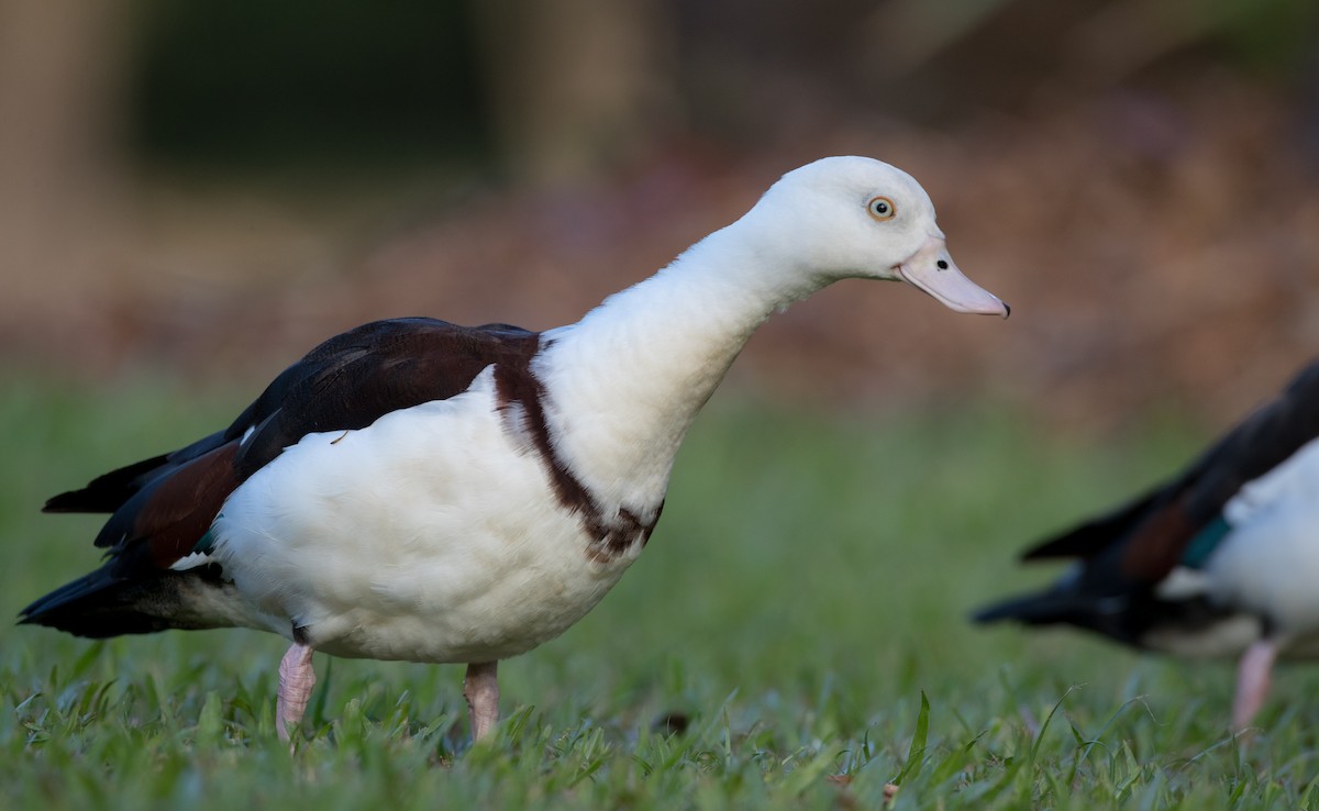 Radjah Shelduck - Ian Davies