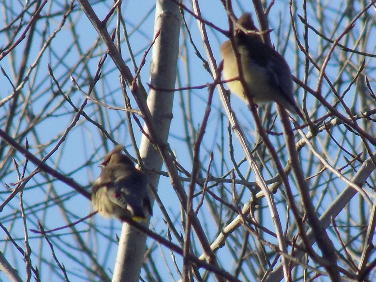 Cedar Waxwing - ML80838251