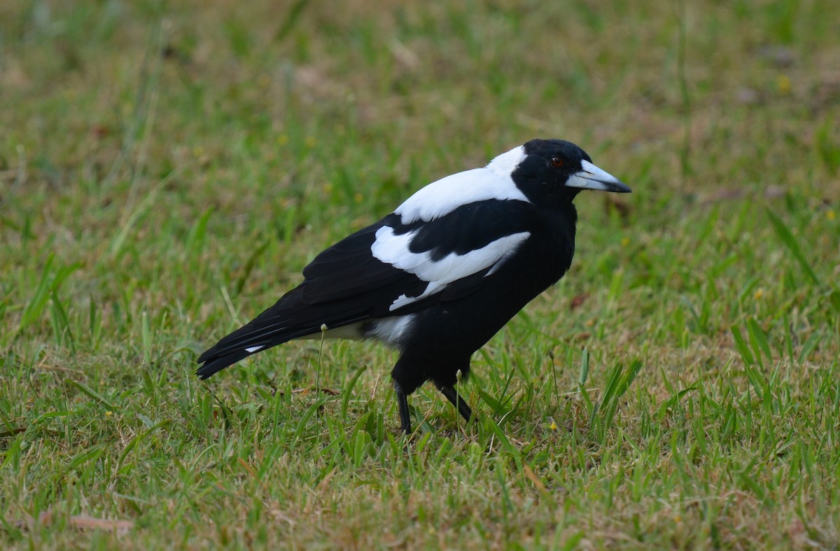 Australian Magpie (White-backed) - ML80838731