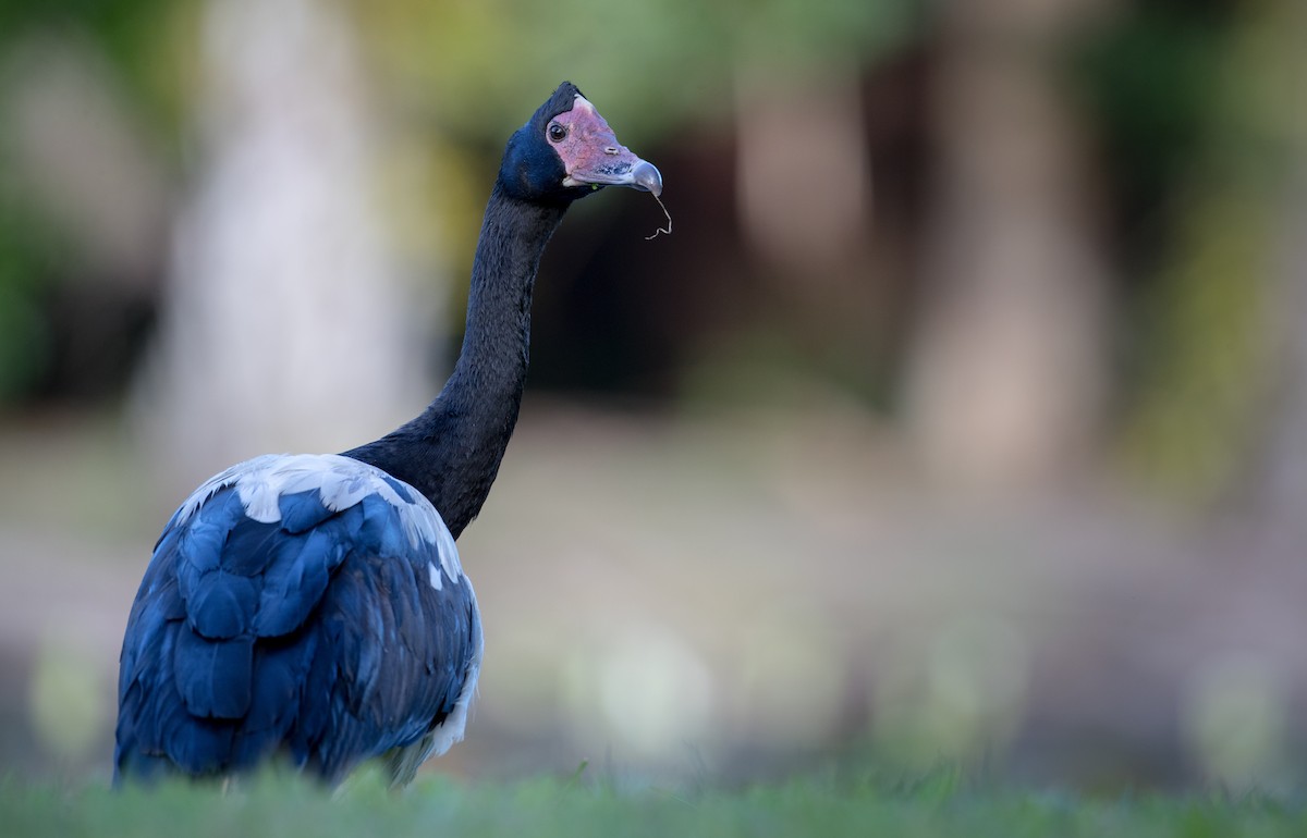 Magpie Goose - ML80838981