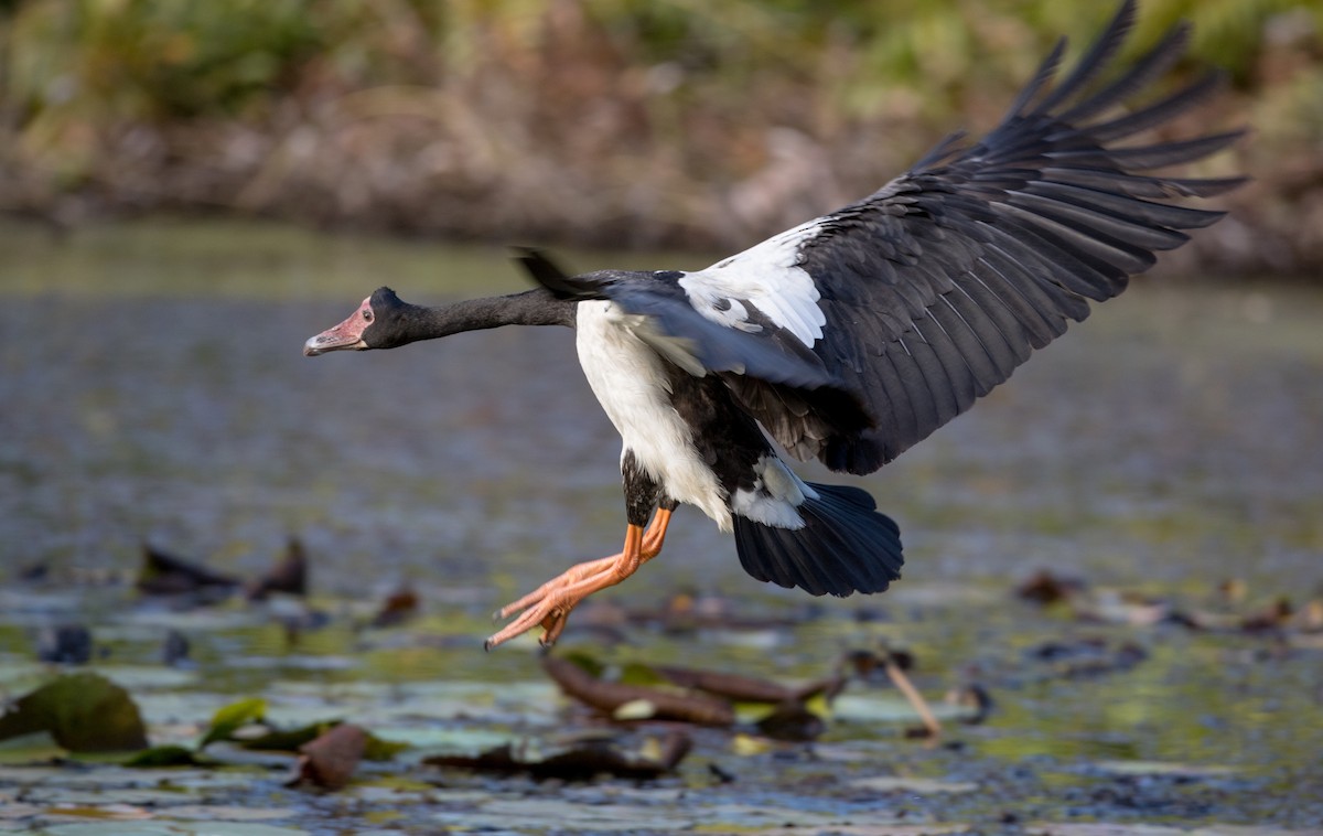 Magpie Goose - ML80839021