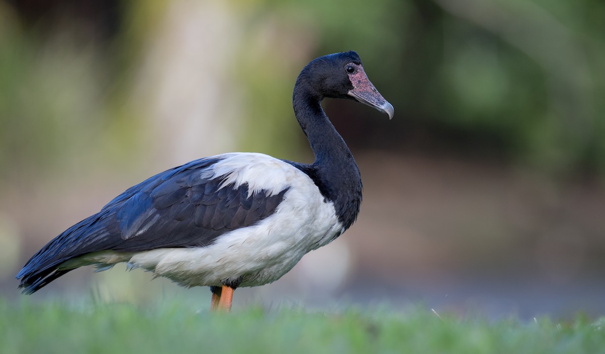 Magpie Goose - ML80839131