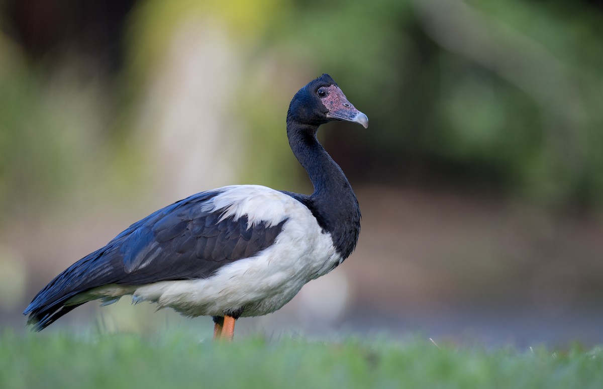 Magpie Goose - ML80839361