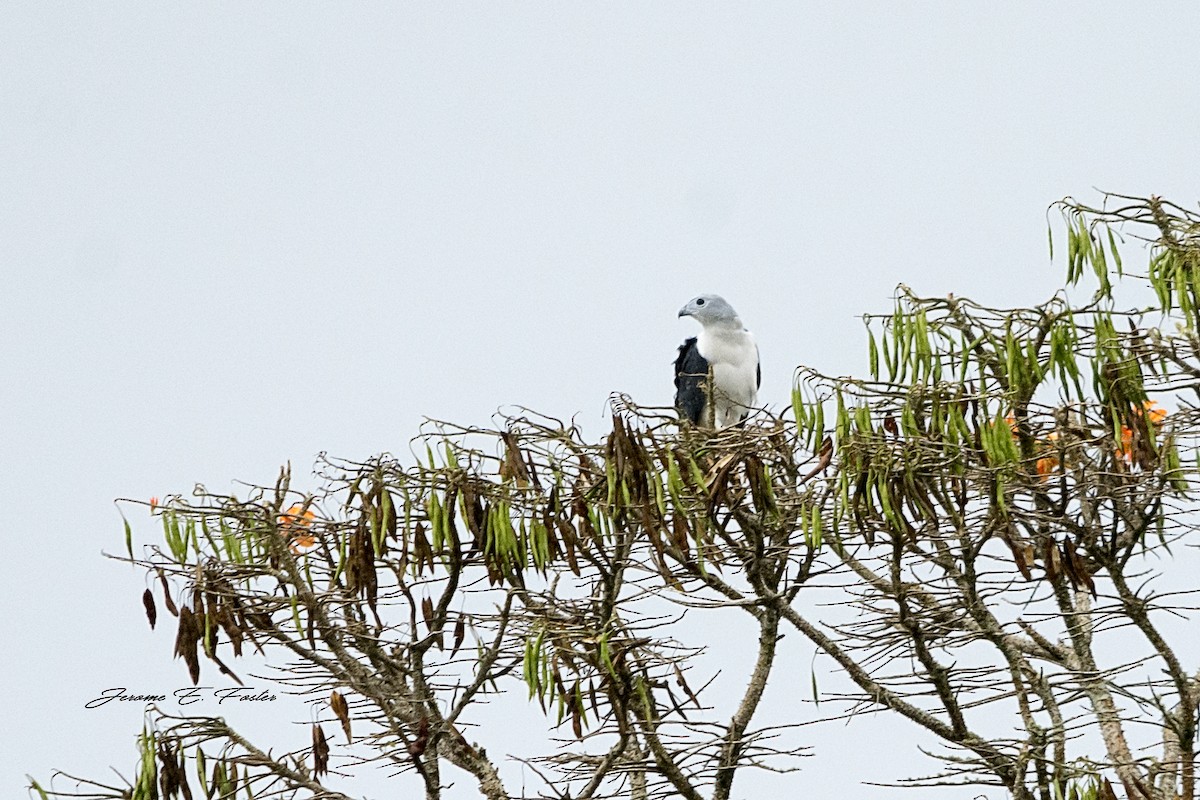 Gray-headed Kite - Jerome Foster