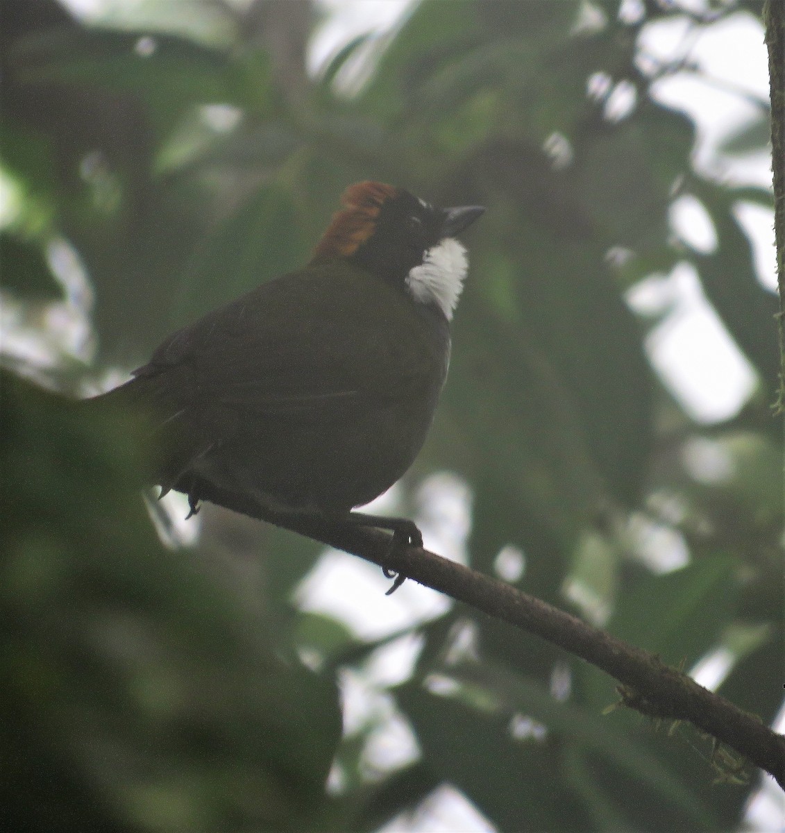 Chestnut-capped Brushfinch (Chestnut-capped) - ML80839471