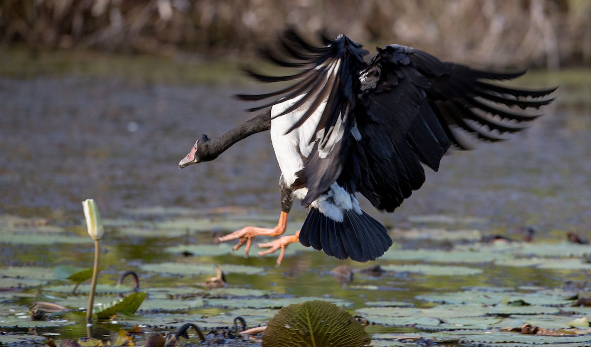 Magpie Goose - ML80839821