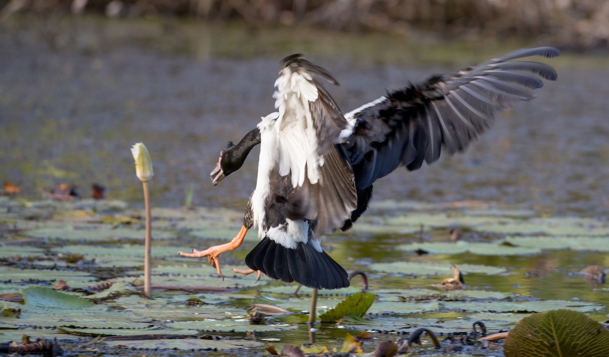 Magpie Goose - ML80839871