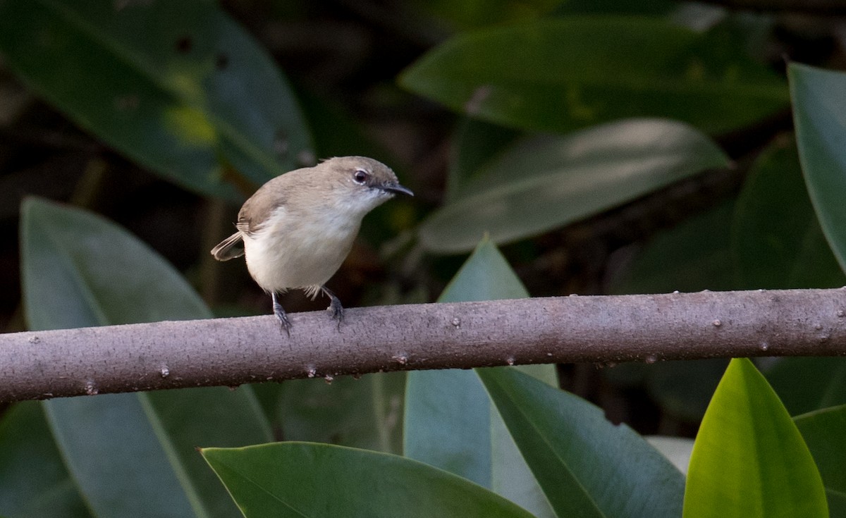 Large-billed Gerygone - ML80839981