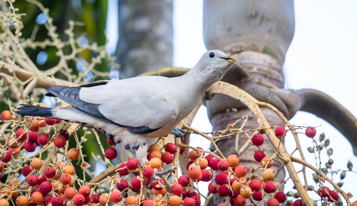 Torresian Imperial-Pigeon - ML80840131