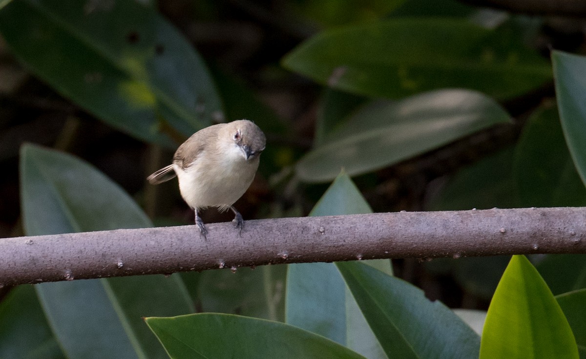 Large-billed Gerygone - ML80840151