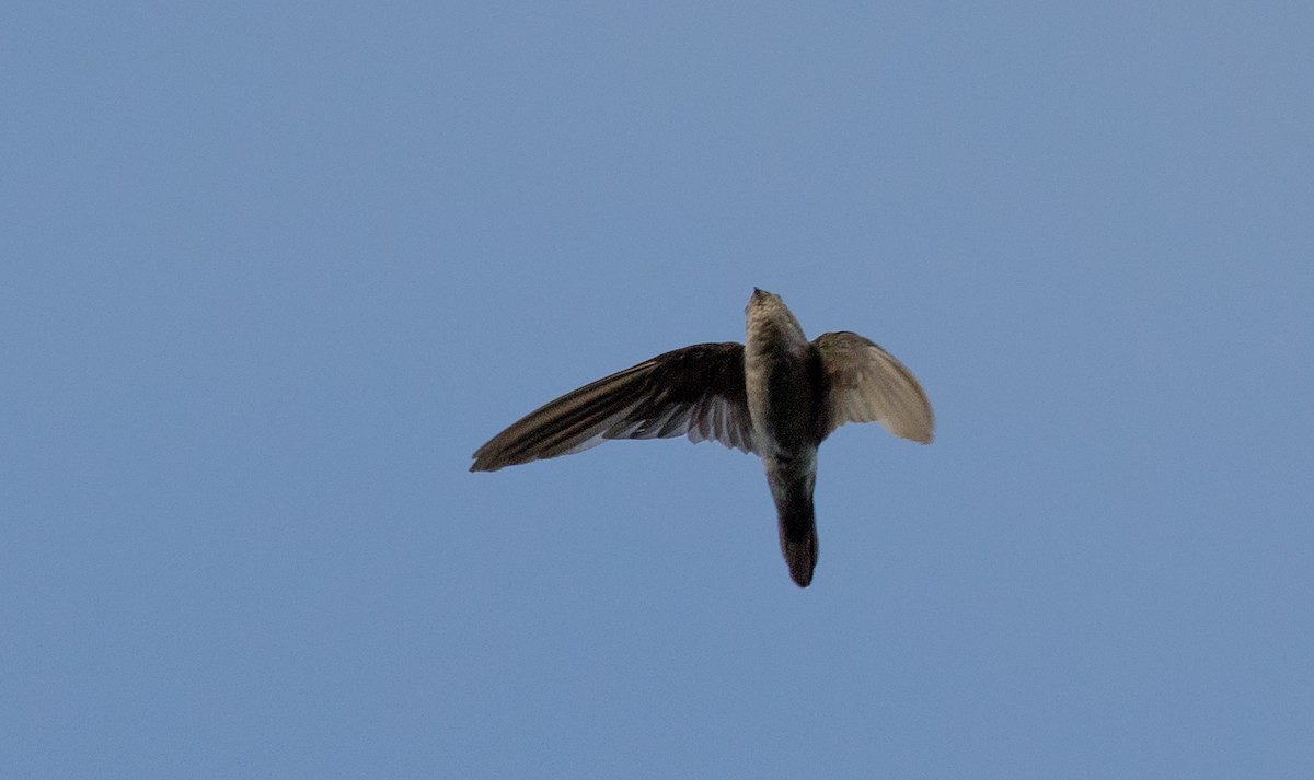 Australian Swiftlet - ML80840211