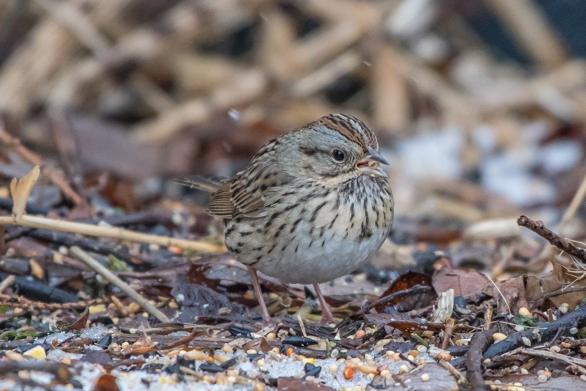 Lincoln's Sparrow - Frank King