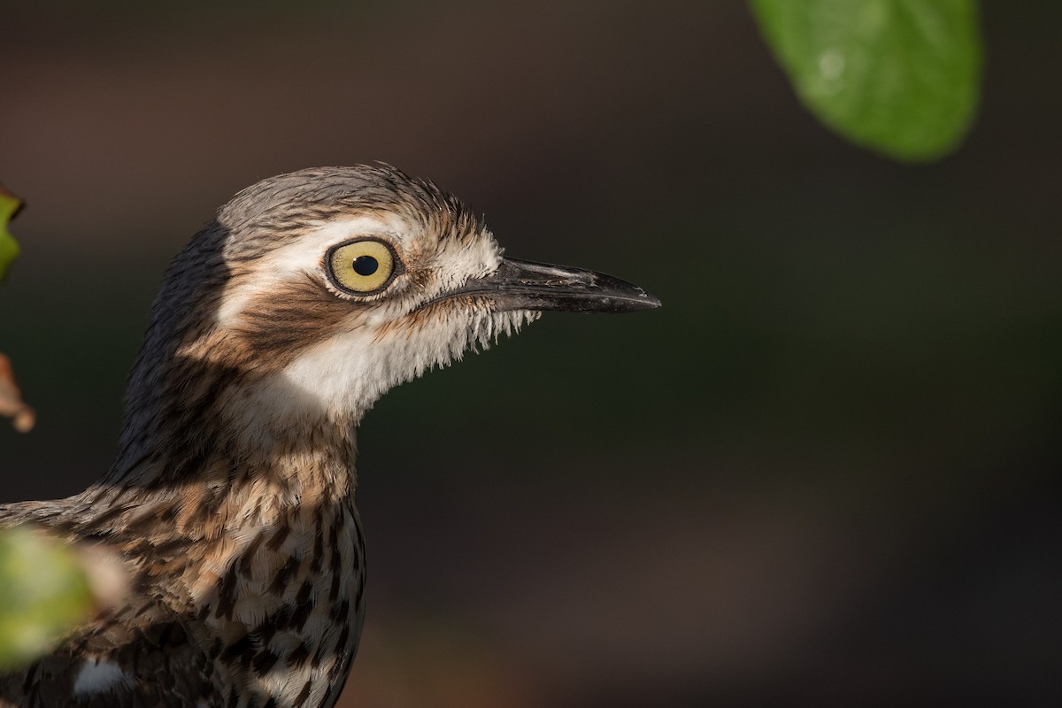 Bush Thick-knee - ML80840391