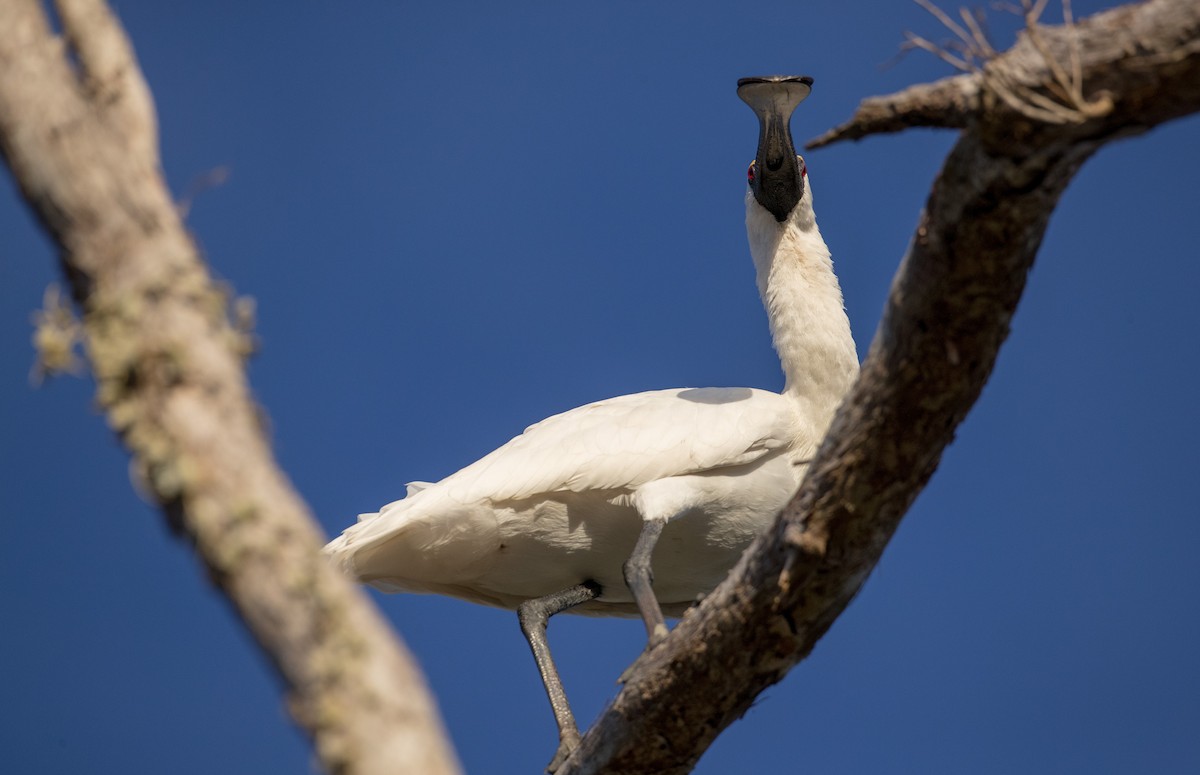 Royal Spoonbill - ML80840471