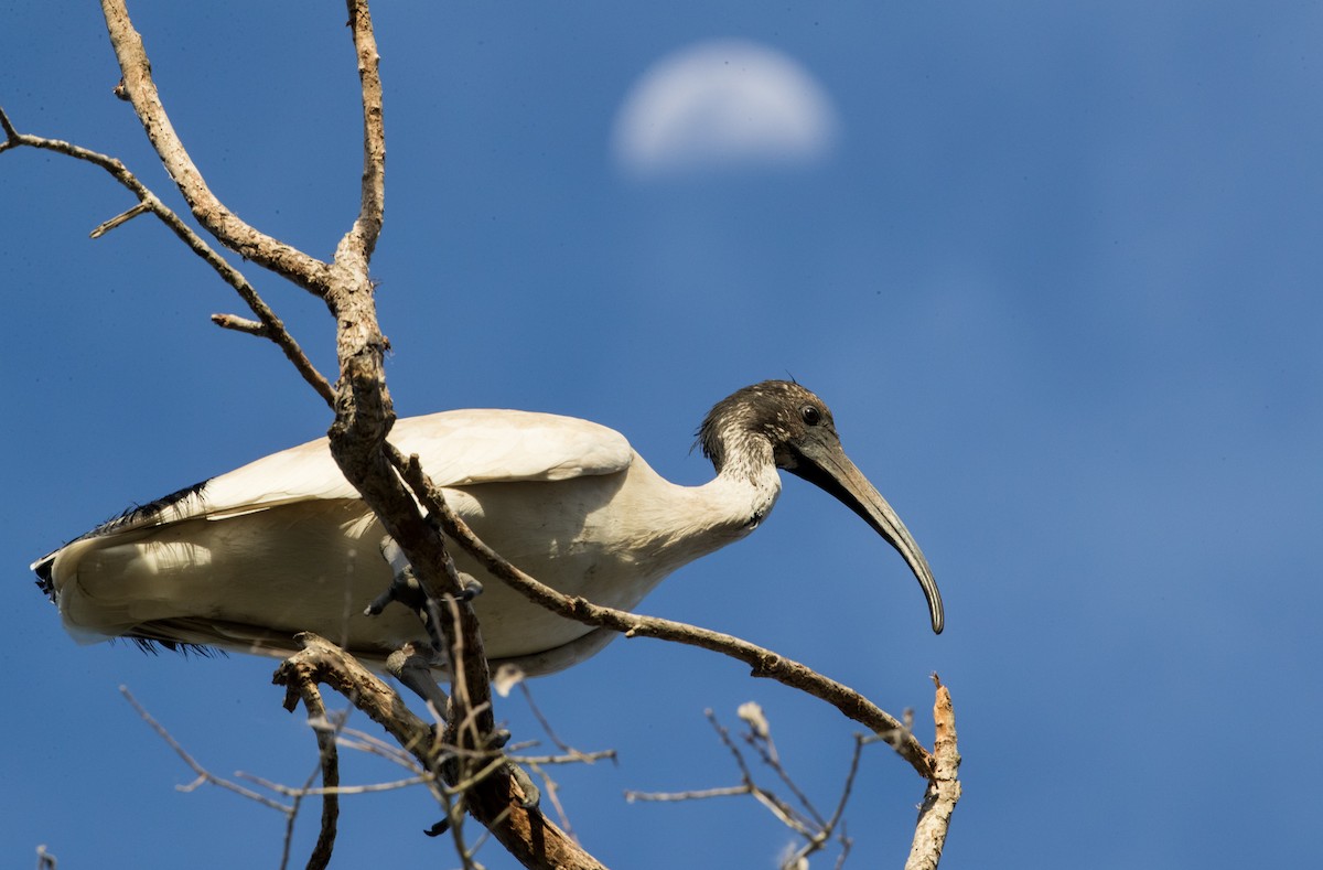 Ibis à cou noir - ML80840611