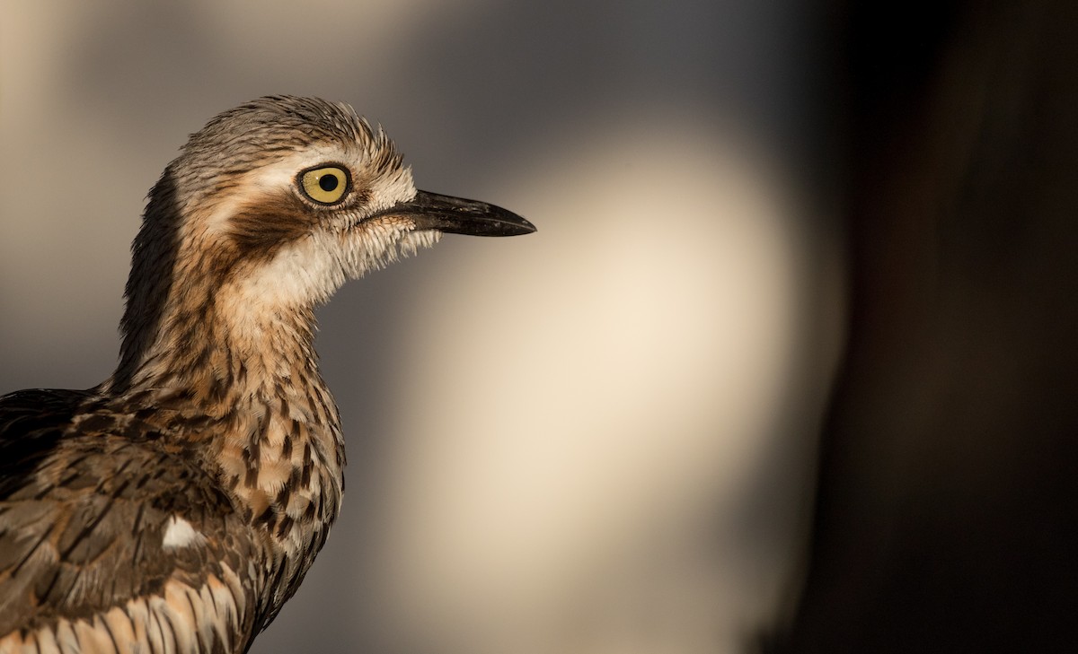 Bush Thick-knee - Ian Davies