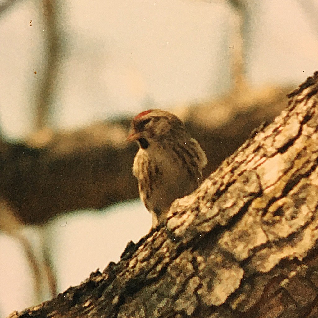 Common Redpoll - ML80842051