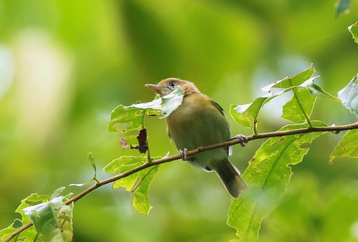 Golden-fronted Greenlet - ML80844301