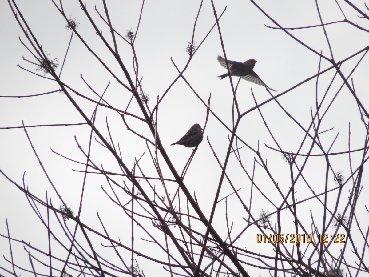 Pine Siskin - ML80844441