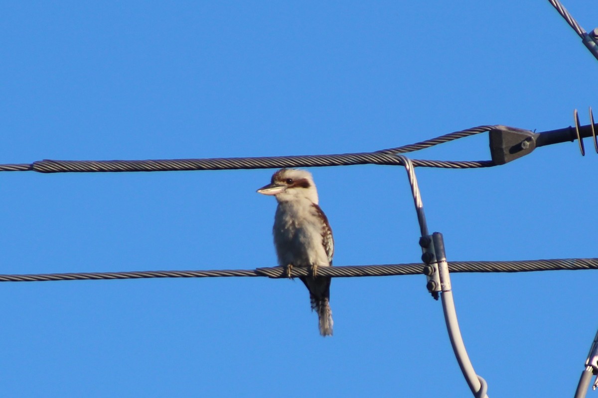 Laughing Kookaburra - Leonie Beaulieu