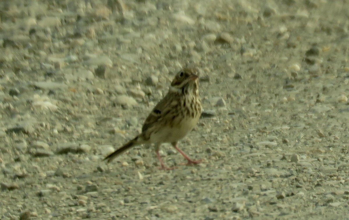 Vesper Sparrow - ML80844801