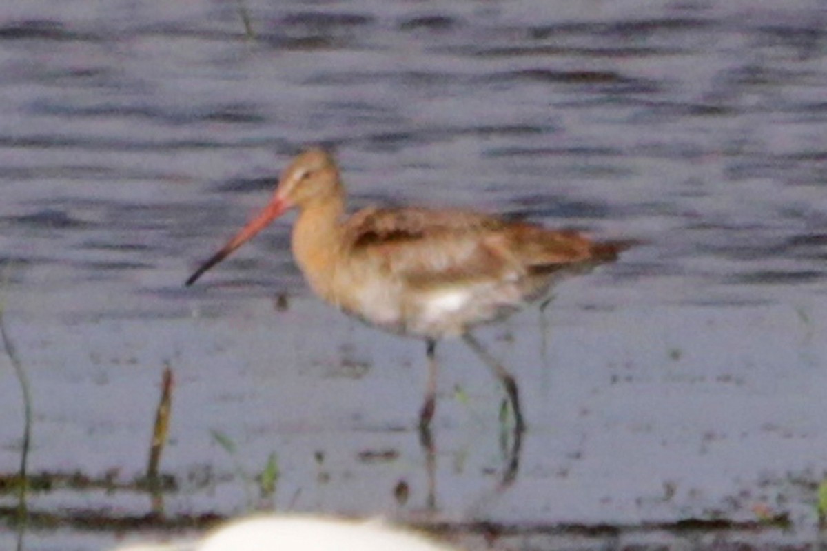 Black-tailed Godwit - ML80845551