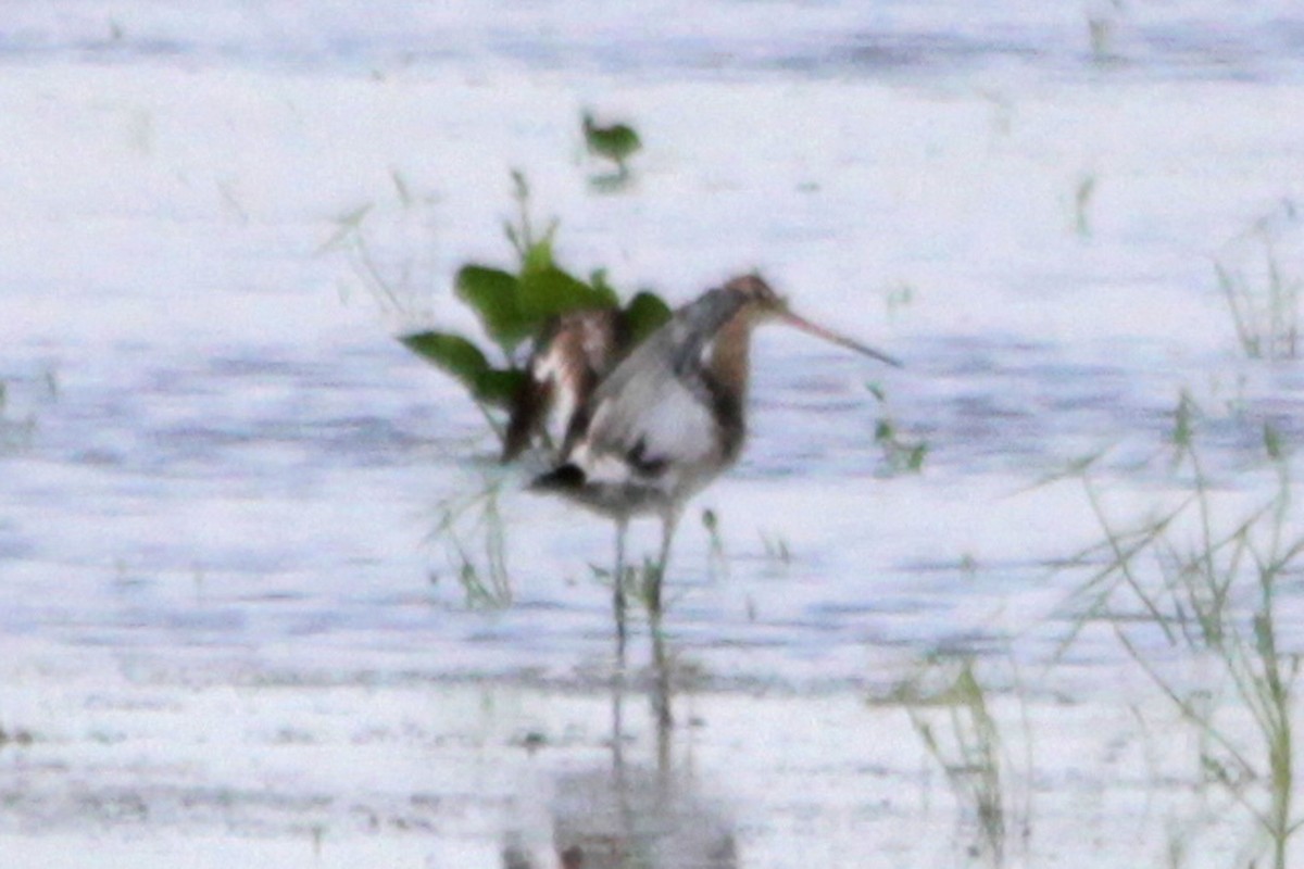 Black-tailed Godwit - ML80845571