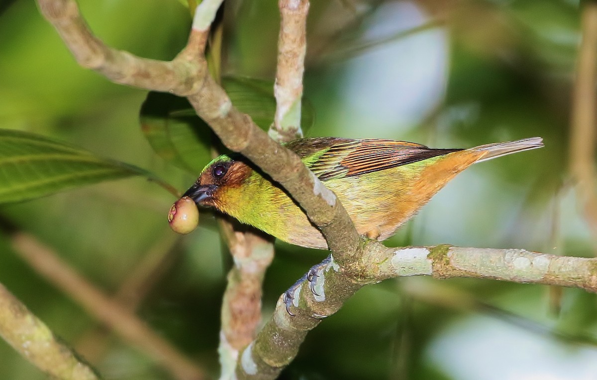 Rufous-cheeked Tanager - Margareta Wieser