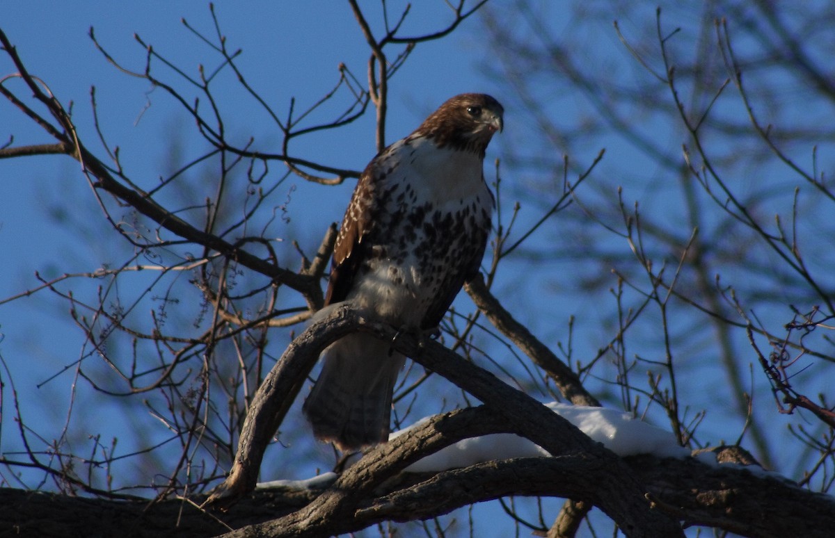 Red-tailed Hawk - ML80847061