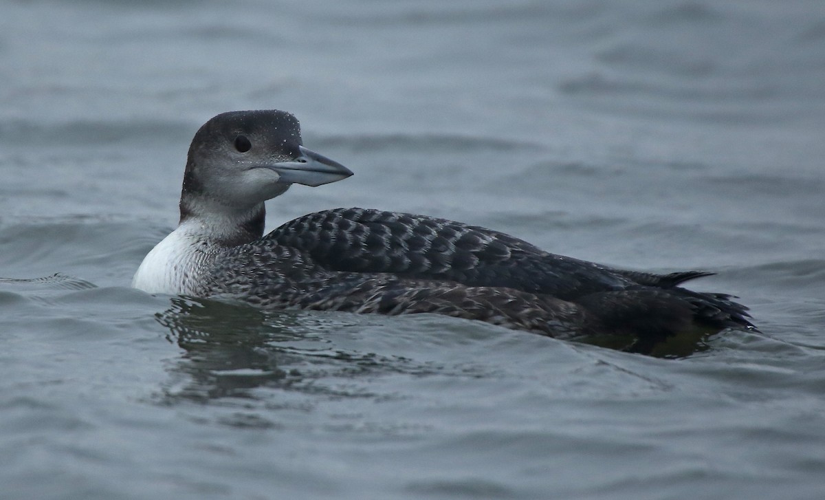 Common Loon - Paul Chapman