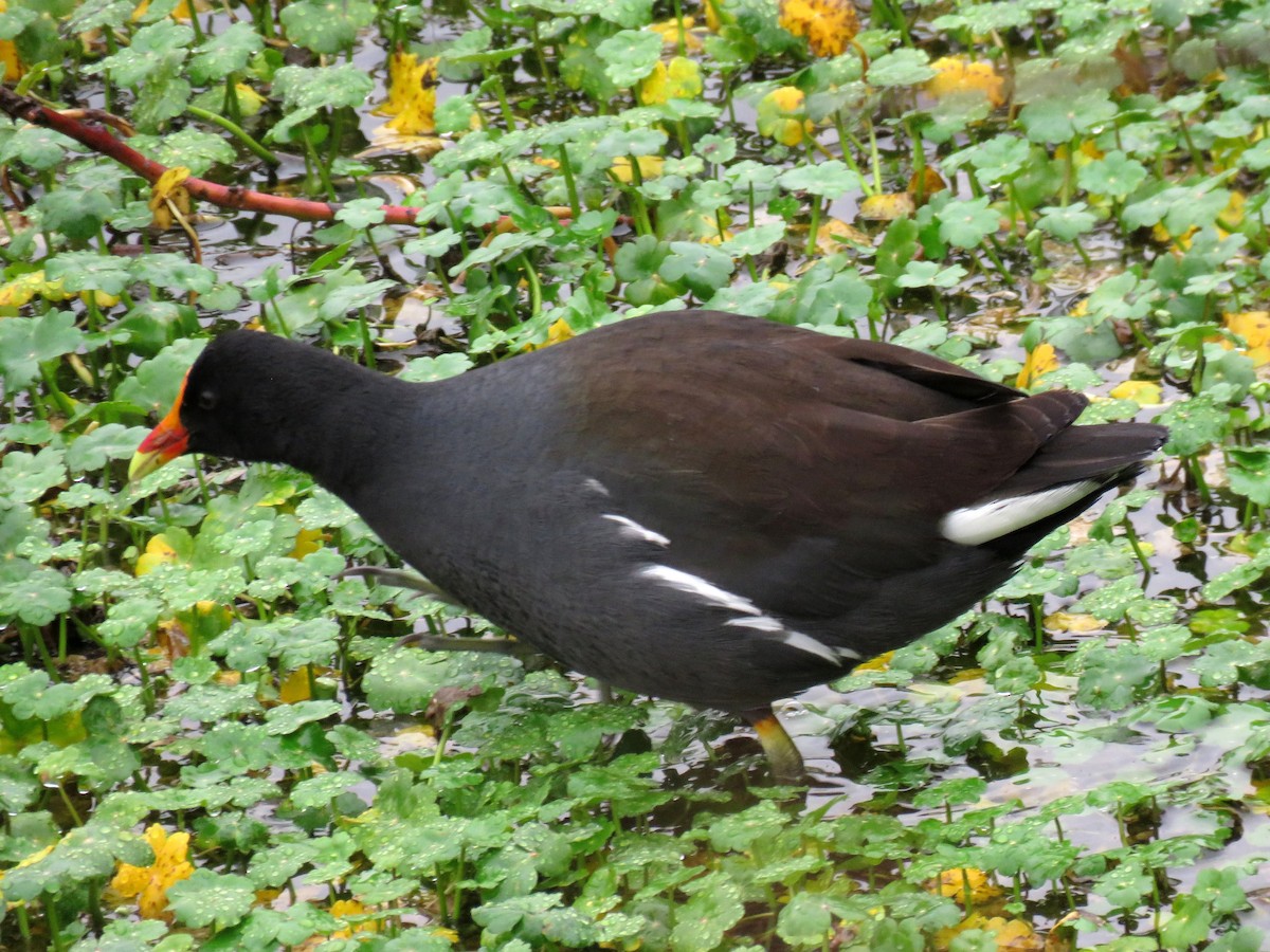 Common Gallinule - Norman Uyeda