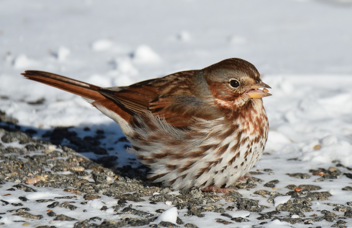 Fox Sparrow (Red) - ML80850051