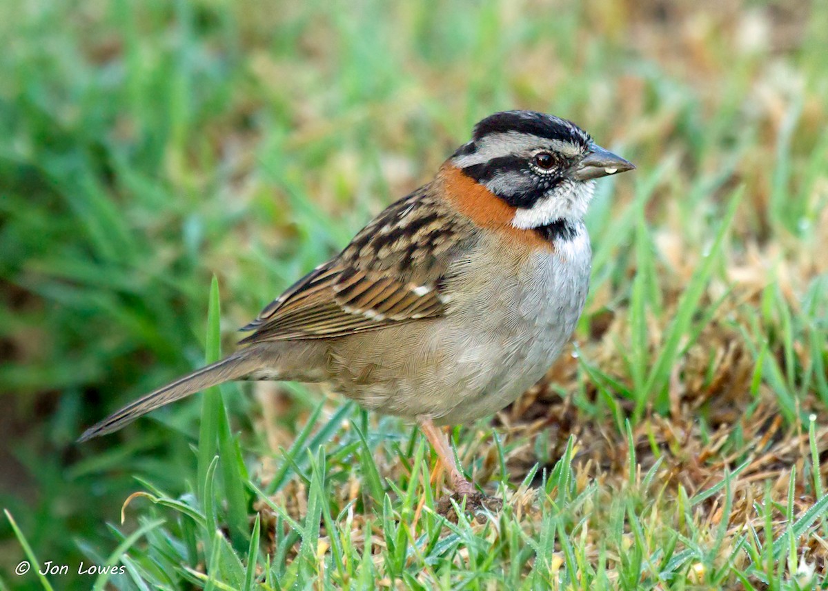 Rufous-collared Sparrow - Jon Lowes