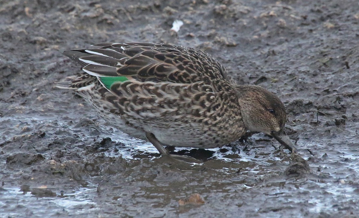 Green-winged Teal - ML80850621